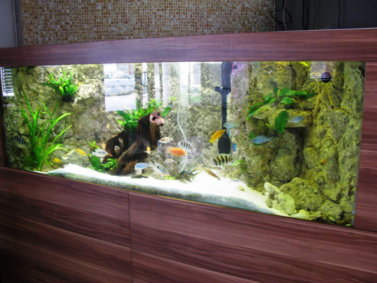 1135 fnsp zavstup na oddelenie onkologie ozivilo 600 litrove akvarium jpg